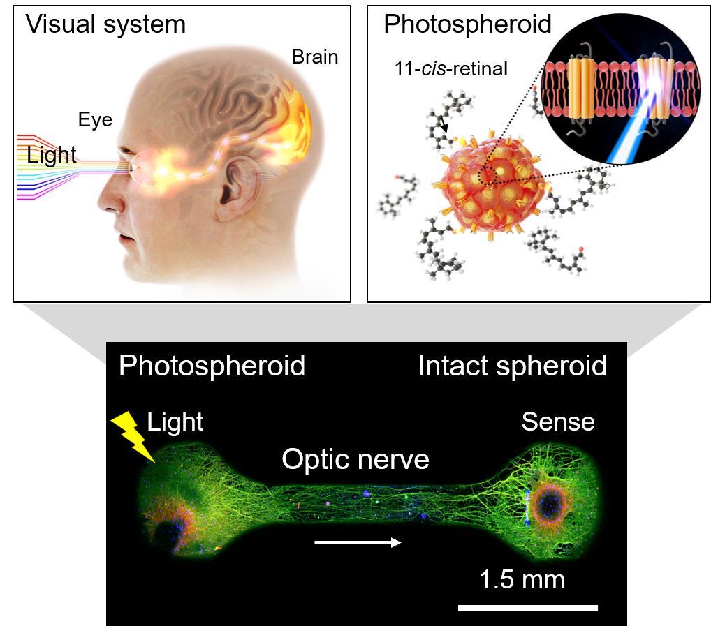 [?? 1] ???? ???? ????? ?? ?-? ?? ?? ?? ?? ?? ???, ?? ???? ??? ?? ???? ??? ?????? ????-????(photospheroid) ?????? ???? ??? ??? ???. ???? ?? ?? ???? ?? ???? ???? ?? ?? ???? ???? ???, ???? ?? ??-????(intact spheroid)? ???? ??????? ?????. ?? ????-????? ??? ????, ????? ?? ??-????? ????? ???.