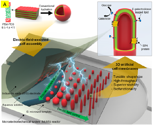 5 to over 50 Days’ Significant Improvement in 10㎚ Thick Artificial Cell Membrane Stability