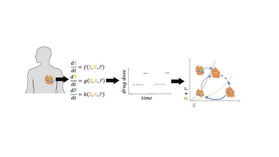 Mathematical Model Describing Patient-Specific Tumor Dynamics to Guide Treatment Dose Scheduling