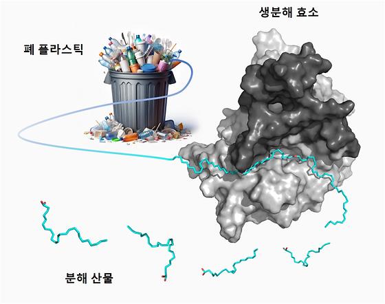 [그림 3] 효소에 의한 폴리에틸렌 생분해 기작 분석. 컴퓨터 시뮬레이션을 통해 분석한 PFL1 효소의 폴리에틸렌과의 상호작용 및 분해 기작을 나타낸 이미지