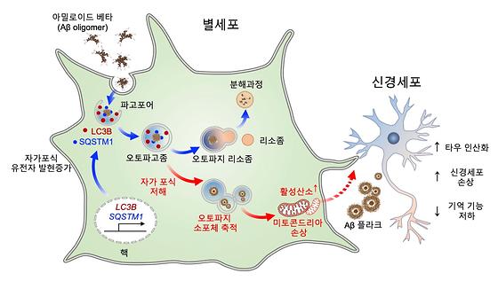 별세포(성상 교세포)의 자가포식 관련 유전자의 조절은 알츠하이머 치매환자의 뇌안에서 아밀로이드 베타 (Aβ)를 효과적으로 제거하는데 작용하는 중요한 기전임을 증명함.