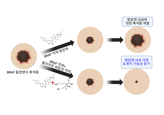 [그림 1] 폴리아민 생합성 억제를 통한 BRAF 억제 항암제 내성 극복