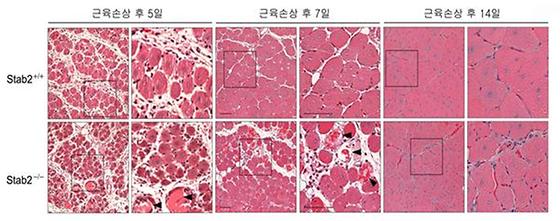 KIST, 세계 최초로 근육세포 융합의 비밀을 풀다