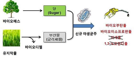 신규 균주로  가솔린 대체용 친환경  바이오연료 생산효율 높인다