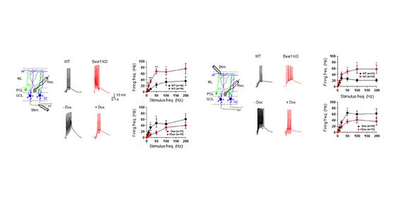 우리 몸 운동능력 조절하는 소뇌,  비신경세포가 소뇌에 관여하는 매커니즘 밝혔다