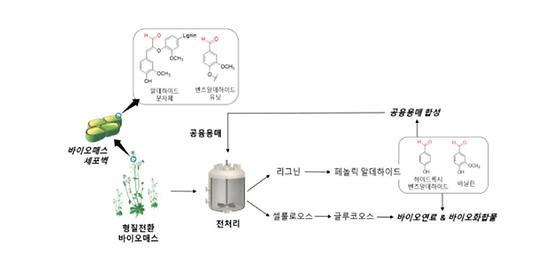 목질계 바이오연료 폐기물 '리그닌'의 재발견, 친환경 용매 개발로 순환형 바이오연료 생산한다.