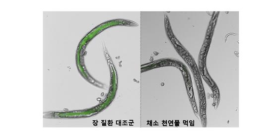 벌레를 이용하여 장 건강에 좋은 특효약 개발한다