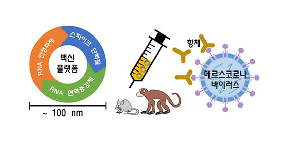 KIST-가톨릭대 공동연구진, 다양한 바이러스에 적용 가능한 백신 플랫폼 개발