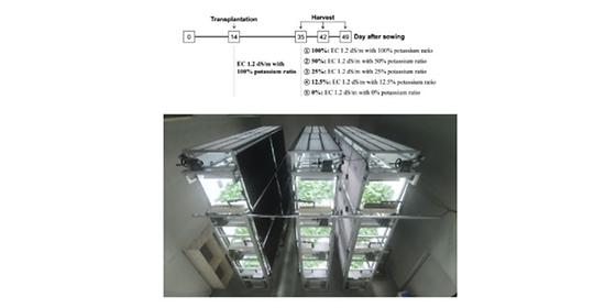 당뇨, 신장질환 환자들에게 희소식 저칼륨 케일 스마트팜 재배기술 개발