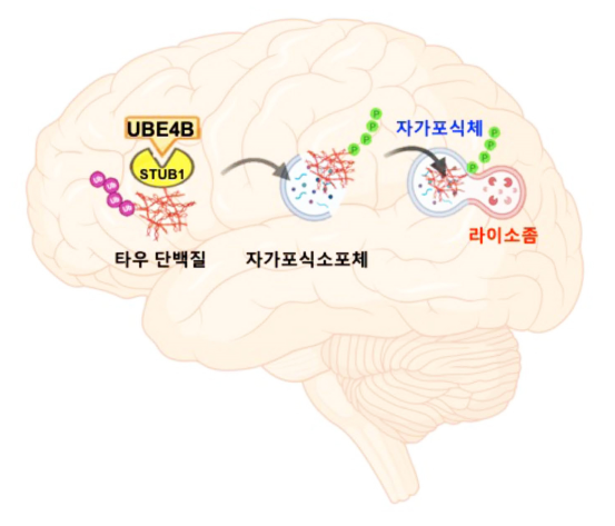 KIST-KRIBB, 치매 원인물질 분해하는 신규 메커니즘 규명